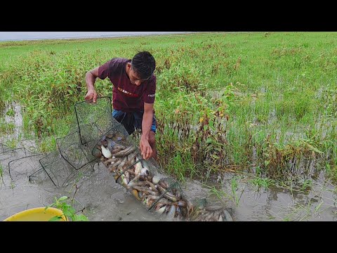 বৃষ্টিতে ভিজে গ্রামের ছেলের অসাধারণ মাছ ধরার ভিডিও। চায়না জাল। China jal। Village fishing rainy day