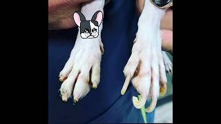Cuidado! Las uñas largas pueden DAÑAR a tu perro 🐕❌ #mascotas