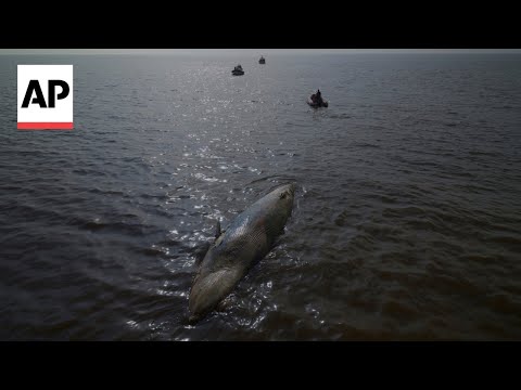 YouTube video thumbnail: Second Dead Whale Washes up Near Argentina Capital Within a Week