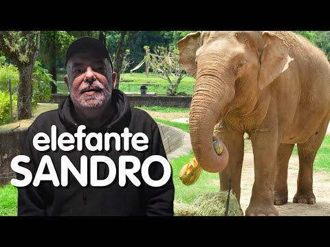 CASO ELEFANTE SANDRO: opinião de quem trabalhou 14 anos com ele.