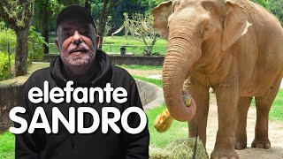 CASO ELEFANTE SANDRO: opinião de quem trabalhou 14 anos com ele.