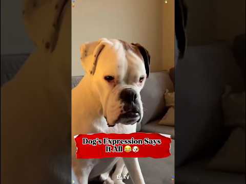 Dog’s Expression Says It All😂 #funny #shorts #shortvideo #youtubeshorts #ytshorts #viral #trending