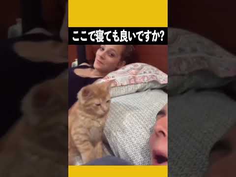主人の心は子猫によってメロメロになった.. #子猫 #pet