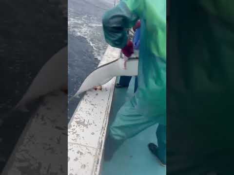 Respect! Kind-hearted fishermen free giant manta ray