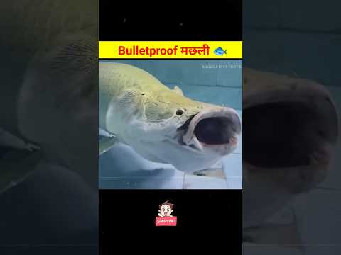 Bulletproof मछली 🐟@user-manojrabidasdas #viral #shortsfeed #trending #youtubeshorts #facts