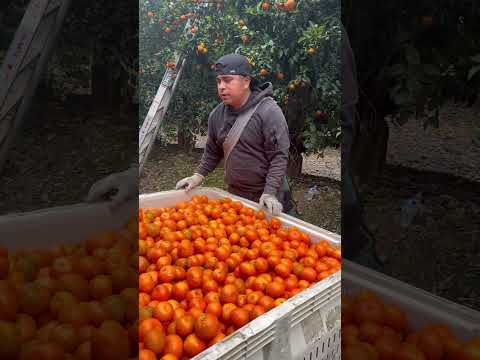 CONTRATO de mandarinas en california #carlosvasquez #usa #agricultura #california #trabajodecampo