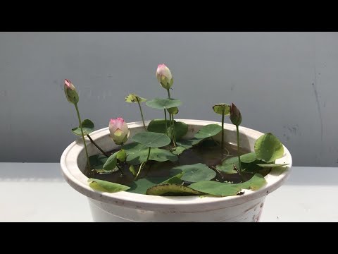 Lotus pot for those who like to grow small lotus