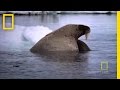 Walrus Calf and Mother: A Journey