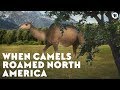 Camelid Evolution and Adaptations