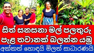 Flower Plant Shopping Experience Sri Lanka | ආදායමක් ලැබෙන මල් Nursery ව්‍යාපාරය | මල් තවානක් බලමුද?