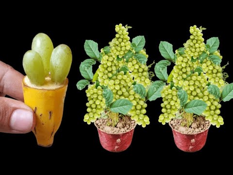 New Tcehnique Of Growing Grapes in Banana: How To Grow Grapes Fast in Bananas Fruit Get Many Fruits