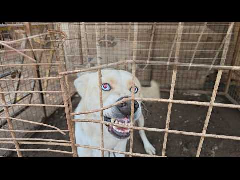 هجوم الكلب الروت وايلر على صديقي اثناء التصوير