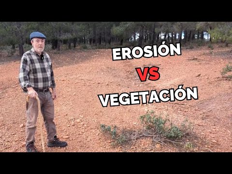 ¿Por qué la vegetación es CLAVE para protegernos de riadas y DANAS?