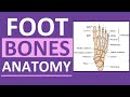 Anatomy of the Foot Bones