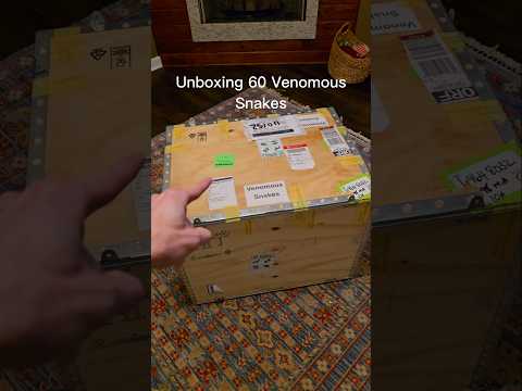 Unboxing $30,000 worth of venomous snakes.