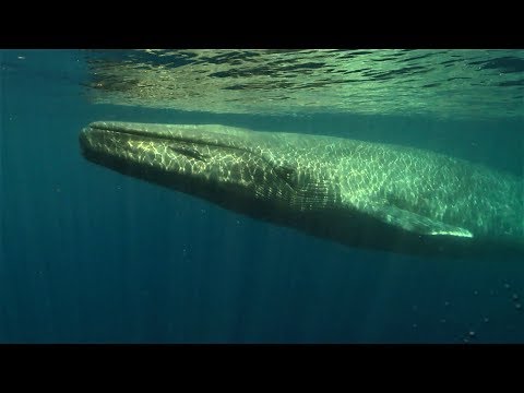 101動物教室：藍鯨大揭密！ 《國家地理》雜誌 - YouTube