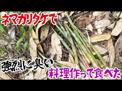 ネマガリタケで強烈に臭い料理作って食べた