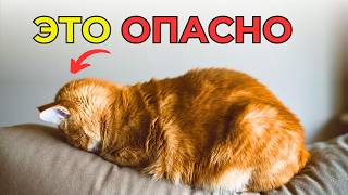 ОПАСНЫЕ симптомы БОЛЕЗНИ КОШКИ. Не игнорируйте!