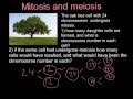 Exploring Mitosis and Meiosis Processes