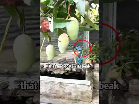Mango Bandit:🥭🐤 Birdie Got Stuck Mid-Snack!​​🤪🤣 #animals #rescue #bird #funny#shorts #lovestory