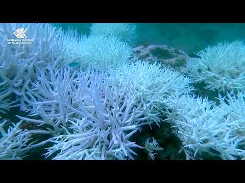 YouTube video thumbnail: AI Robot Boats Plant Baby Corals Across the Great Barrier Reef