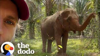 55 Year Old Elephant Forced To Log Starts New Life | The Dodo