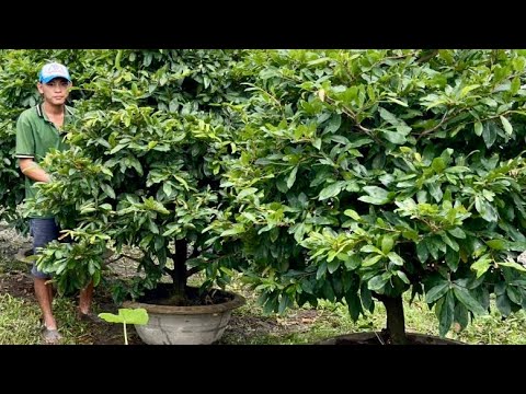 MAI GIẢO THỦ ĐỨC 05/11/ ( #0376220879 THƯƠNG ) -  @bonsai Can Tho