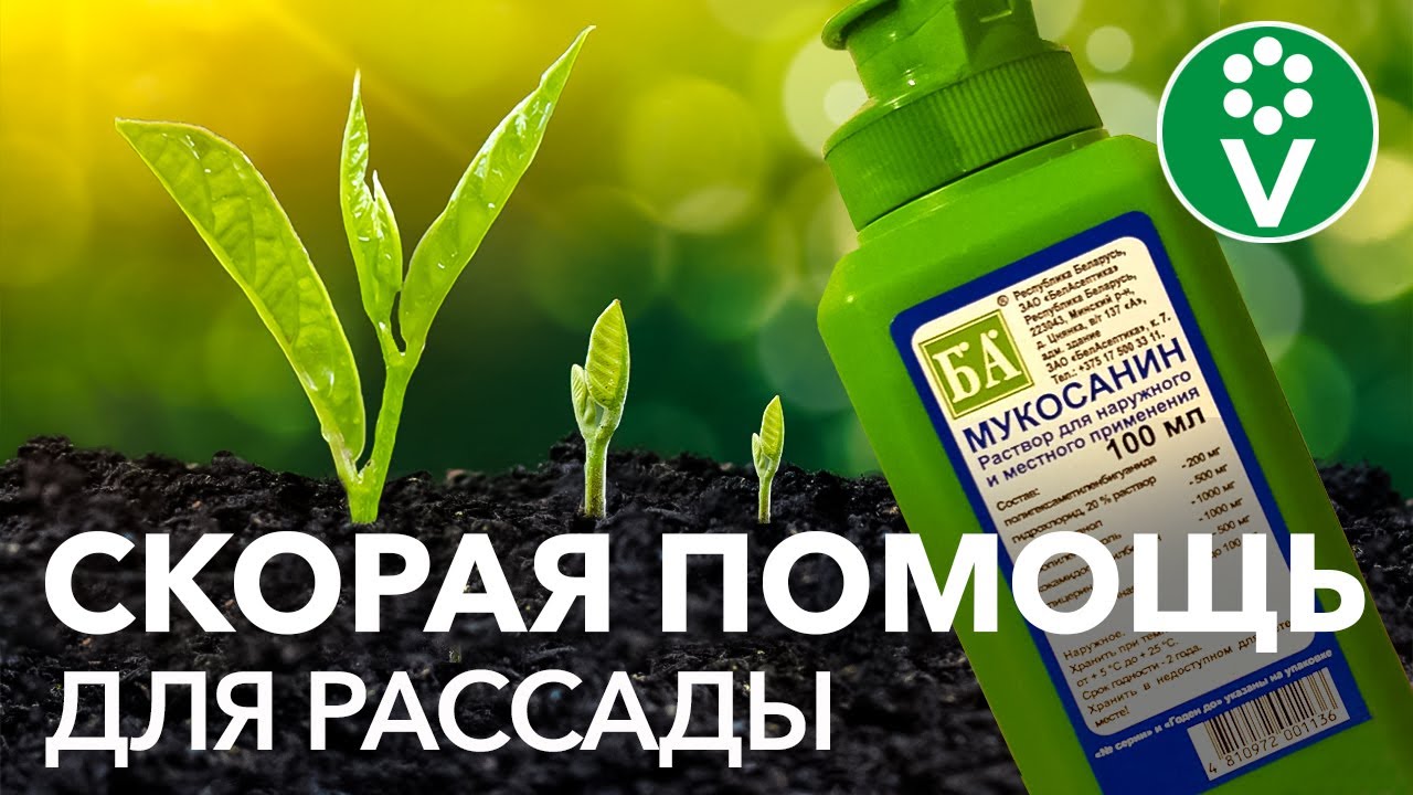 Невероятно! Лучшее средство для здоровой рассады продается в каждой аптеке