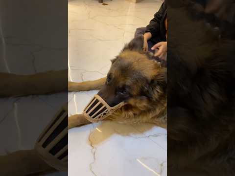 German Shepherd jo khatarnaak lgg rha tha 😱🐶 || #shorts #dog #pets