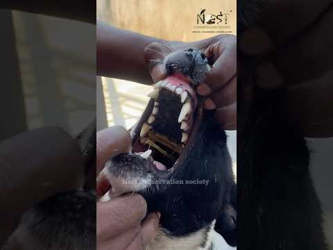 A Mother’s Pain, A Silent Cry for Help #nestconservationsociety #animalrescuer #dogrescue