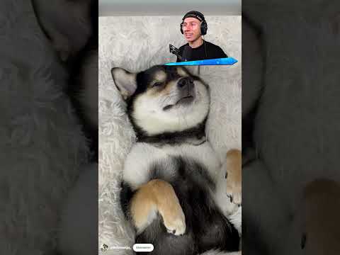 der GLÜCKLICHSTE HUND der WELT! 😍