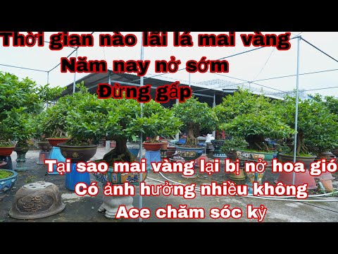 thời gian lãi lá mai vàng , mai vàng tại sao bị nở hoa khi chưa lãi lá ( bông gió )