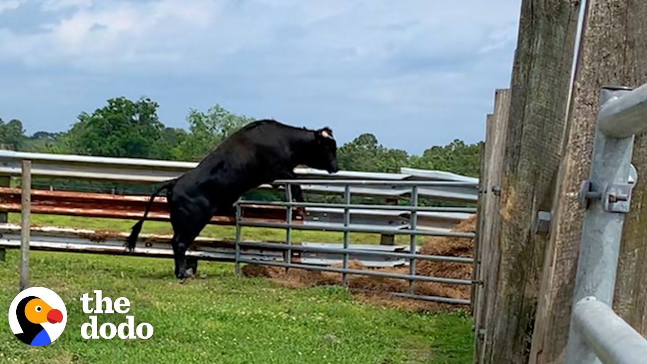 Escaped Beefalo Runs Loose Around Town For 8 Months - The Dodo