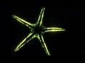 Exploring Bioluminescence in the Ocean