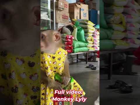 Monkey Lyly goes shopping for snacks #shorts #monkey #youtubeshorts Z#funny #animals #viral