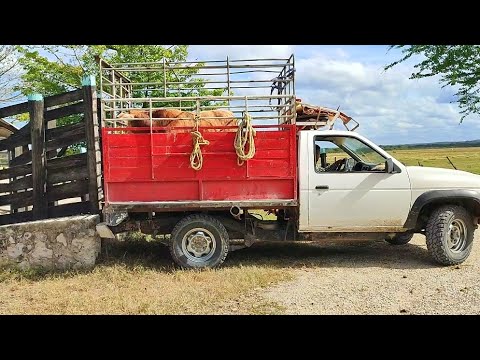 FUIMOS A COMPRAR UN BECERRO PARA LA ENGORDA