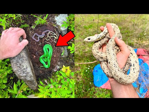 Finding Snakes Under Cover! - Flipping Compilation 2024