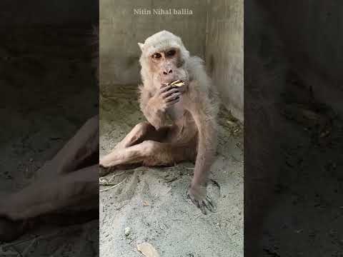 अपने हिस्से का कम से कम एक रोटी ऐसे बेसहारों के लिए जरूर दें 🙏