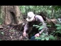 Bee Foraging Behavior and Population