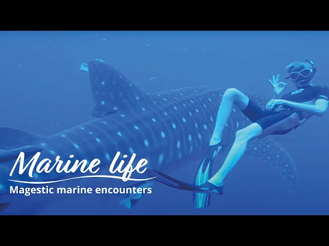 Majestic Marine Encounters