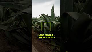 Bebida de los dioses, desestimada por los humanos