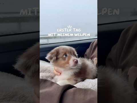 Der ERSTE Tag mit Welpe - und alles was du wissen musst 🐶🥹 #ytshorts