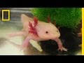 Conservación y Significado del Ajolote