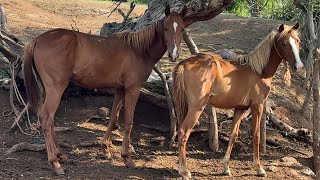 Mira los horses como estan ya y encerramos las vacas 