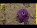 Understanding Cuttlefish Concepts