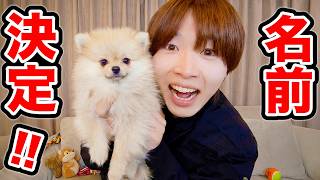 犬の名前が決まりました！