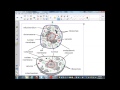Cell Organelles and Their Functions