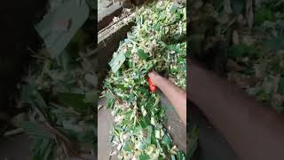 গরুর জন্য বসচেয়ে বেশি প্রোটিন যুক্ত ঘাস হচ্ছে ভুট্টা ঘাস। #খামার_বাড়ি #arr5_farm