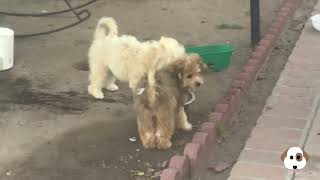 6 lindos perritos te divertiran 