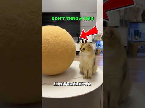 Why You Should Never Throw Your Cat's Fur😂 #cat #shorts #funny